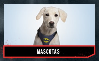 Accesorios para mascotas de Batman